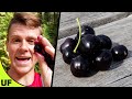 The BEST Cherry?? Black Cherry Taste Test | Unusual Foods