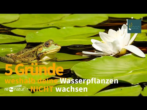 5 Gründe wieso deine Wasserpflanzen nicht wachsen! Nährstoffe, Standort, Wassertiefe und ...