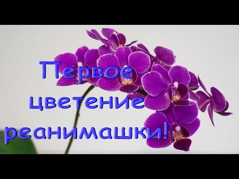 Бывшая ОРХИДЕЯ-РЕАНИМАШКА:первое ЦВЕТЕНИЕ.Мама,с днем рождения! :)