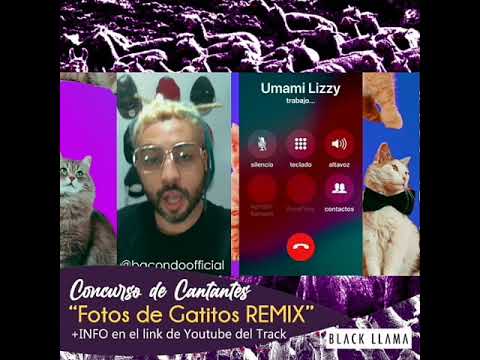 CONCURSO FOTOS DE GATITOS BACONDO X TROSE X LIL SOKE X KING ( BLACK LLAMA RECORDS)