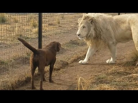 Lion asking dog for forgiveness