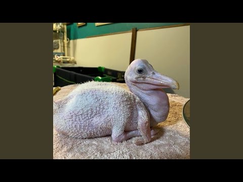 Video thumbnail for baby pelican