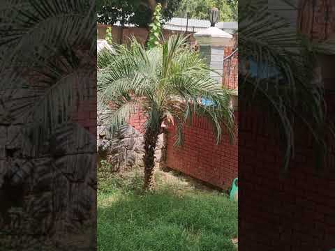 Karan Singh Dinner with your father