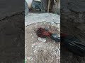 Penampakan Ayam Bangkok Pukul Oleng Shorts
