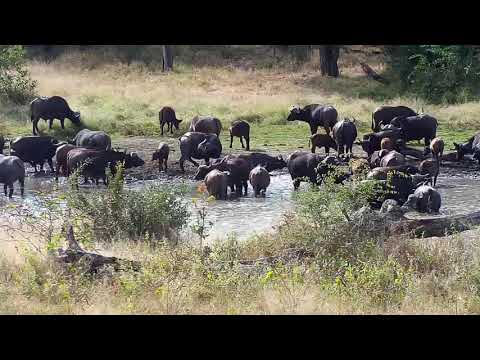 Djuma: Buffalo herd arrives along with two Slender Mongoose towards end - 13:24 - 06/04/20