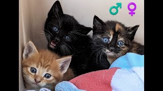 How to tell if a kitten is a Boy or Girl - 4 week old kittens