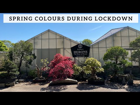 Herons Bonsai Spring Colour during Lockdown