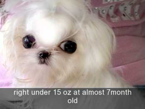 Poshfairytail Creme De La Creme