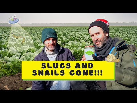 Slugs and Snails Gone!!!  Simple, Cheap and Chemical Free Trap. Guaranteed Results!!