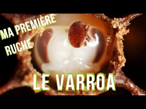 , title : 'Ma 1ère ruche - Le Varroa, Mesurer et Traiter - l'Abeille Verte'