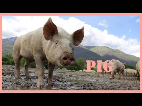 Pig sound effect - how to pig squeal 🐷