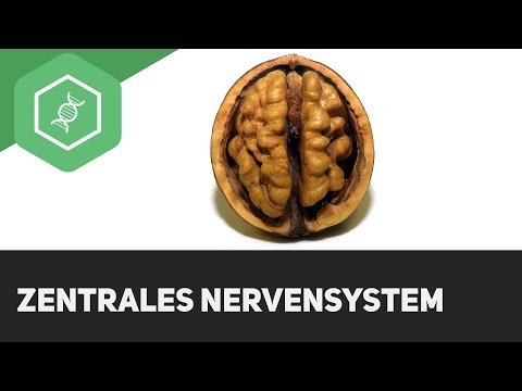 The central nervous system (CNS)