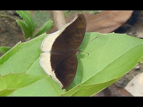 Butterflies of Thailand - Chiang Mai