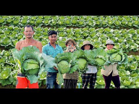 , title : 'How to Grow Cabbage to Fast Harvest in 90 days - Farming Complete Guide from Planting to Harvest'