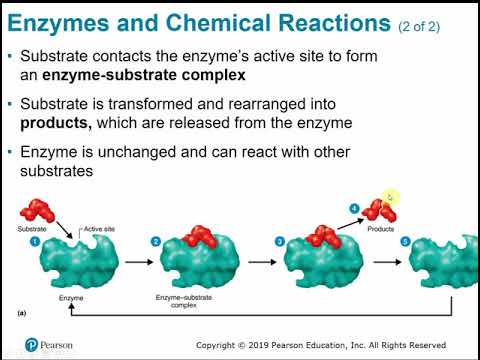 2117 Chapter 5 - Microbial Metabolism