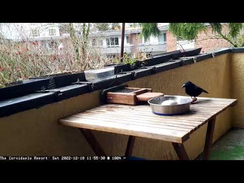 2022-12-10 : Café Corvidae at The Corvidaely Report