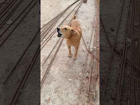 Village dog 🐕😡 चंपी barking sound#viral#shorts
