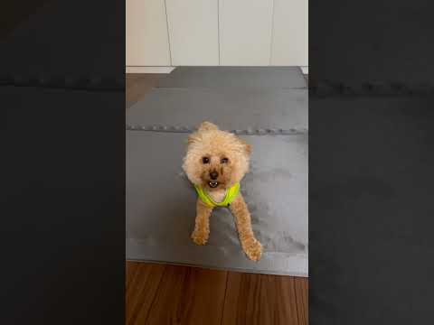 経営学科 トイプードル1歳 #トイプードル #おパンツカット #toypoodle