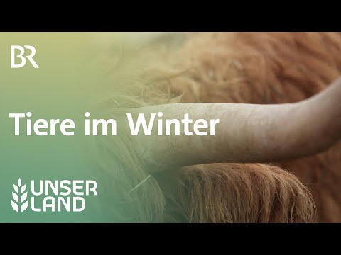Tiere im Winter | Unser Land | BR Fernsehen