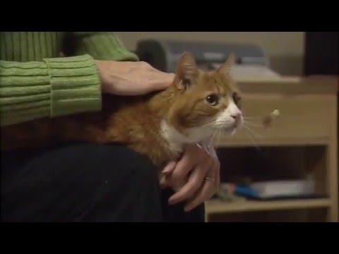 Caring for Your Diabetic Cat Part 5 - Monitoring