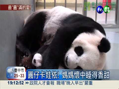 圓仔即將睜眼! 圓圓當媽更熟練