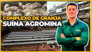 AGRICULTURAL FARM - 20 THOUSAND PIGS PER YEAR - BALSAS-MA