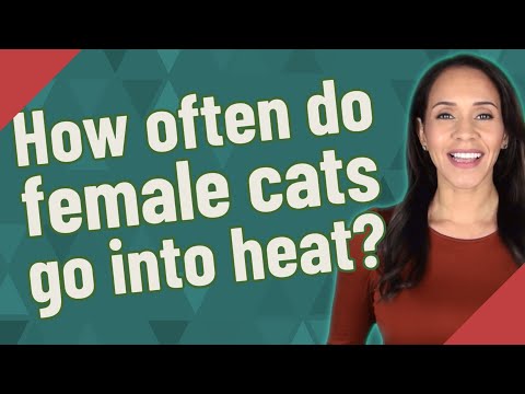 How often do female cats go into heat?