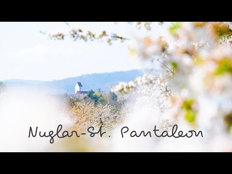 Nuglar-St. Pantaleon, Büren Cherry Blossom