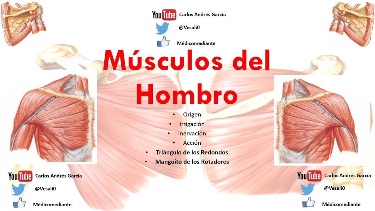 Anatomía - Músculos del Hombro (Origen, Inserción, Acción, Inervación, Irrigación)