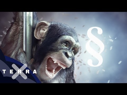 Sollten Menschenaffen Grundrechte bekommen?