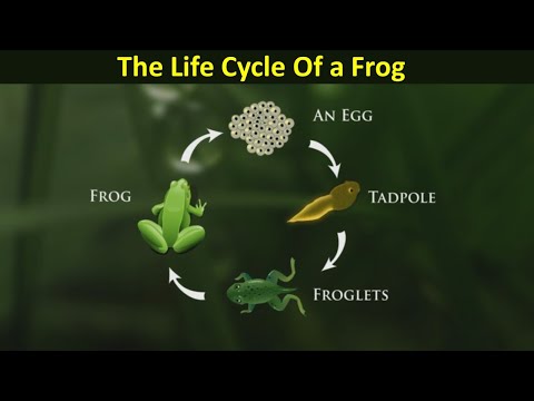 The Life Cycle of a Frog