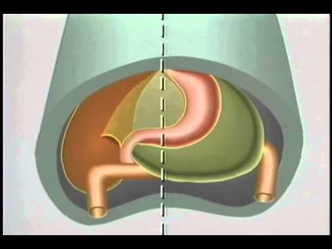 Embryological Development of Gastro-Intestinal Tract - ACLAND