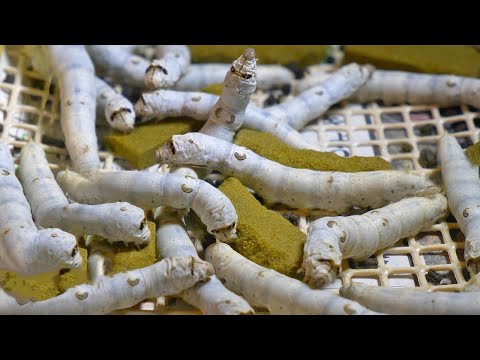 日本是如何通過絲蟲成為高科技的？ (How Japan Became High Tech w/ Silk Worms)
