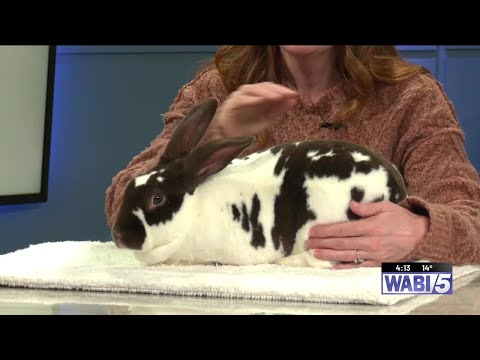 Furry Friends at 4: Ciri