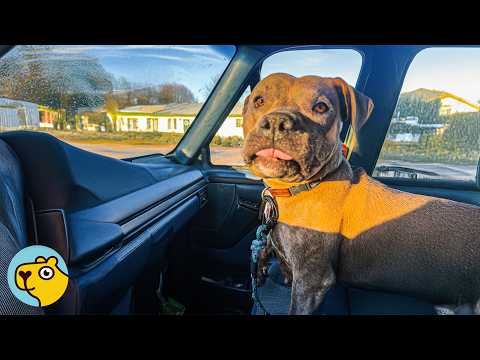 Mama Dog Sees Her Puppies Again. Her Joy Says Everything