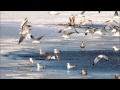 Ring Billed Gulls Fishing Frenzy