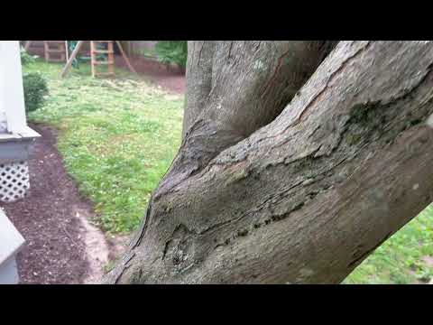 Carpenter Ants Trailing from the Tree in Princeton Junction, NJ