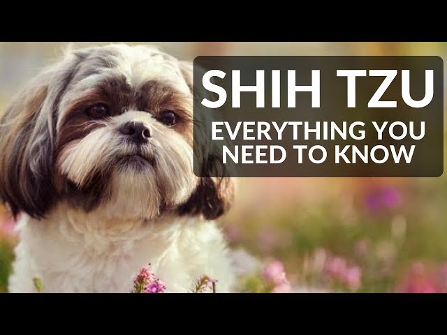 paano mag alaga ng shih tzu