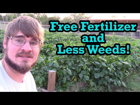 Grow Your own Fertilizer and Have Less Weeds in the Garden!