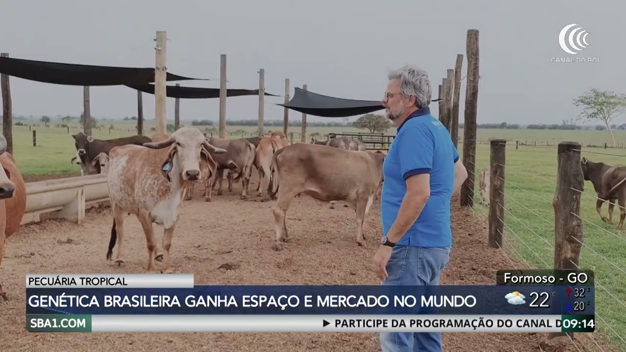 Exportações brasileiras de genética bovina cresceram 35% no 1º trimestre de 2026, aponta ASBIA