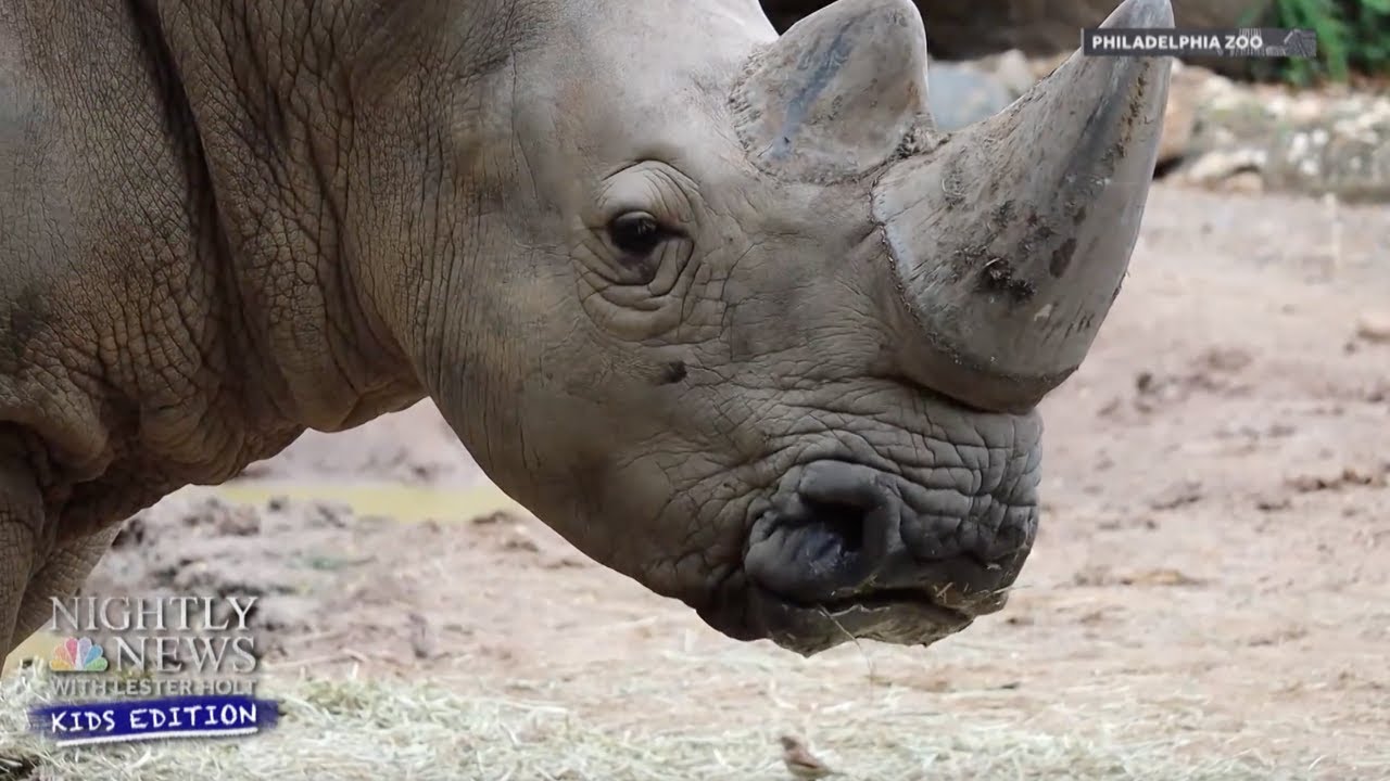 Behind The Scenes: Animal Care And Nutrition AT The Philadelphia Zoo | Nightly News: Kids Edition