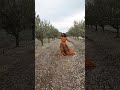 Vanamali Cheyi Thaki Aakasam Kuchipudi Shorts