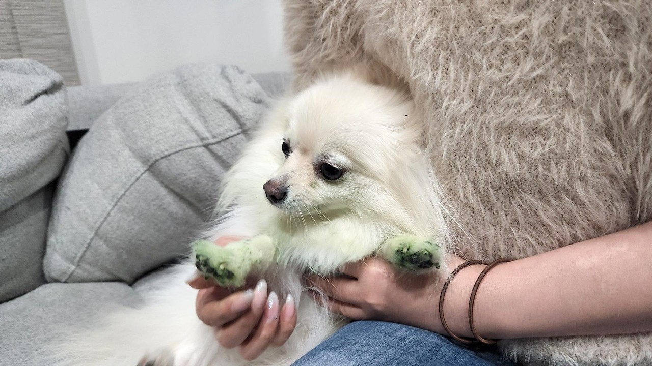 帰宅したら部屋が緑色の事件現場になってました…犯人はこいつ