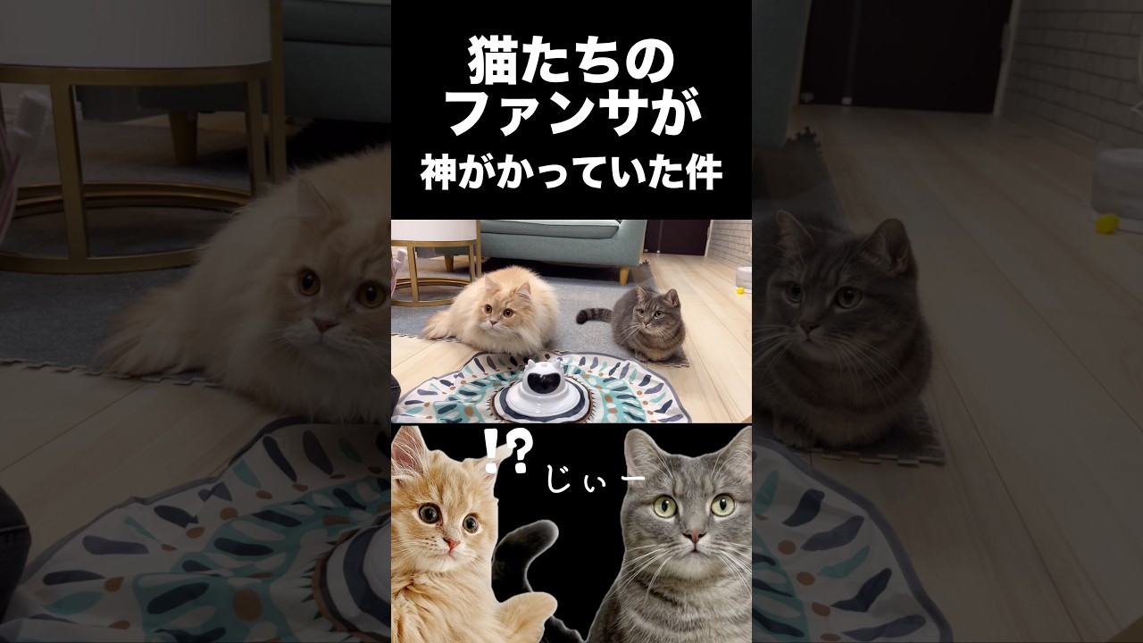 猫たちのファンサが神すぎた...#shorts #猫 #猫好きさんと繋がりたい