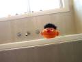 Bert And Ernie 4567