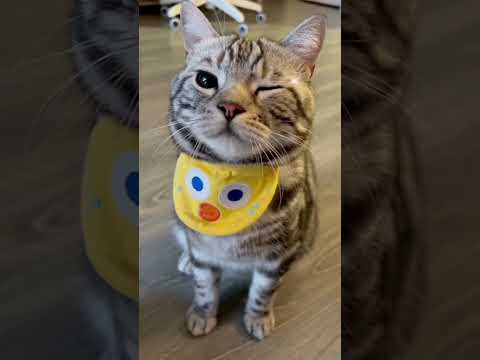 Are You Ready For The CUTEST Cat Moments😍