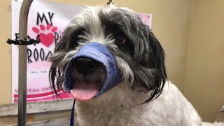 First live groom Jax  2016 - 2018 improved aggressive pet