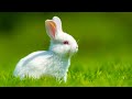 Calming Piano and Guitar Music - Beautiful Rabbit and Meadow Grass - Peaceful Relaxation