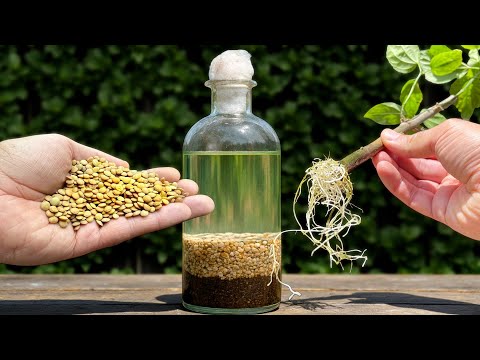 💧How to Root Branches Faster with this Double Treatment