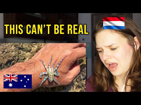 European Reacts to Australia’s Deadliest Animals